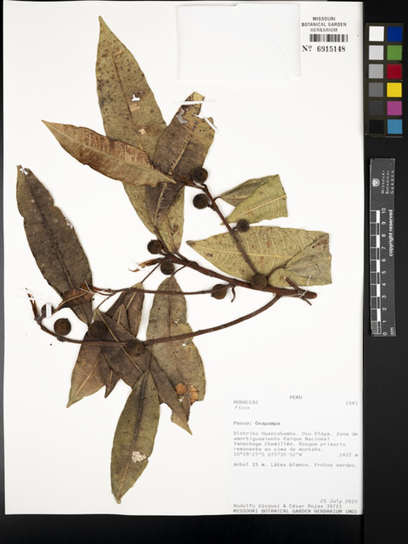 Ficus rieberiana photo 3