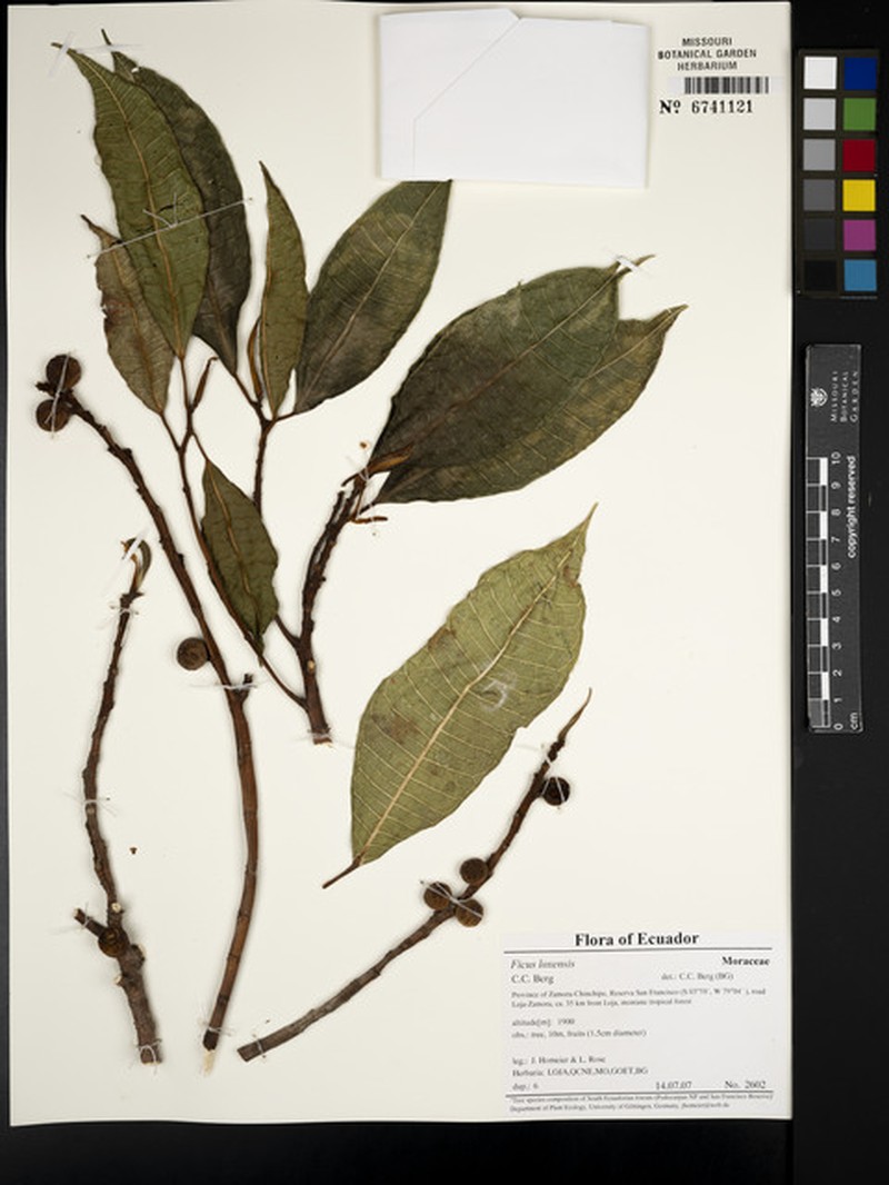 Ficus rieberiana photo 4