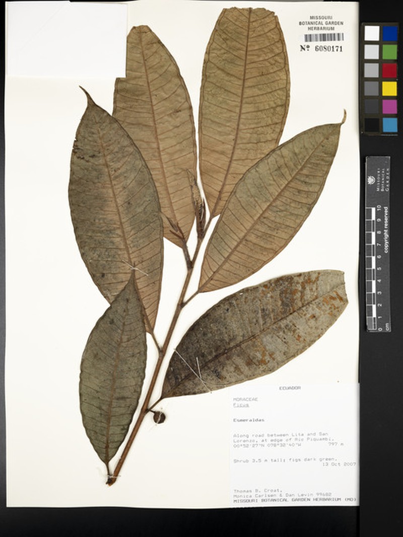 Ficus rieberiana photo 5