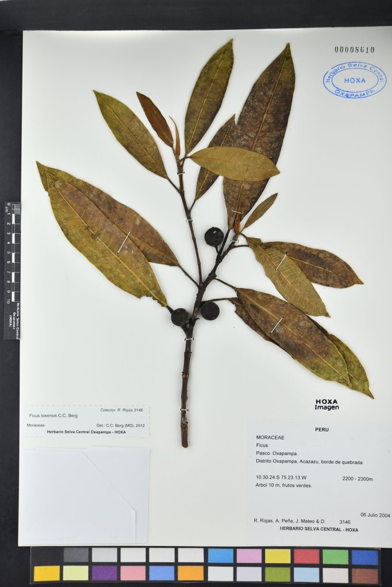 Ficus rieberiana photo 6
