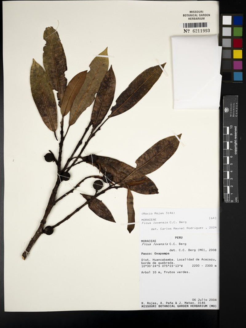 Ficus rieberiana photo 7