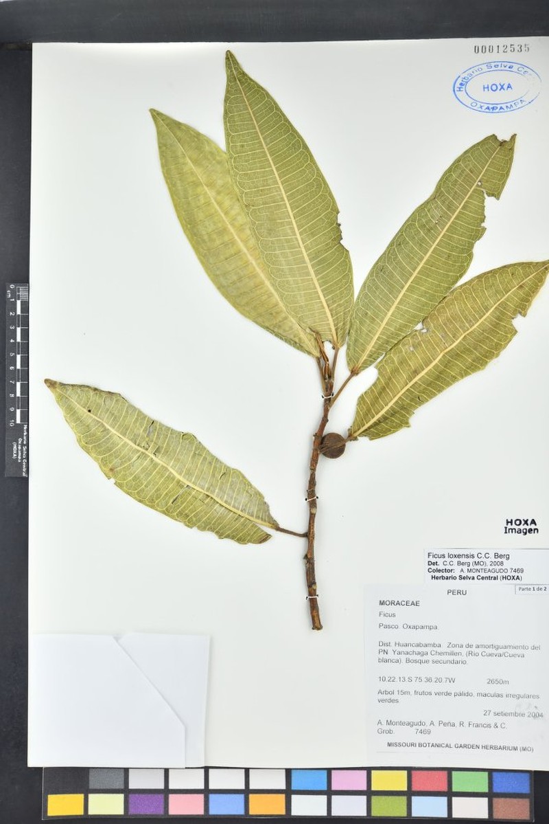 Ficus rieberiana photo 8