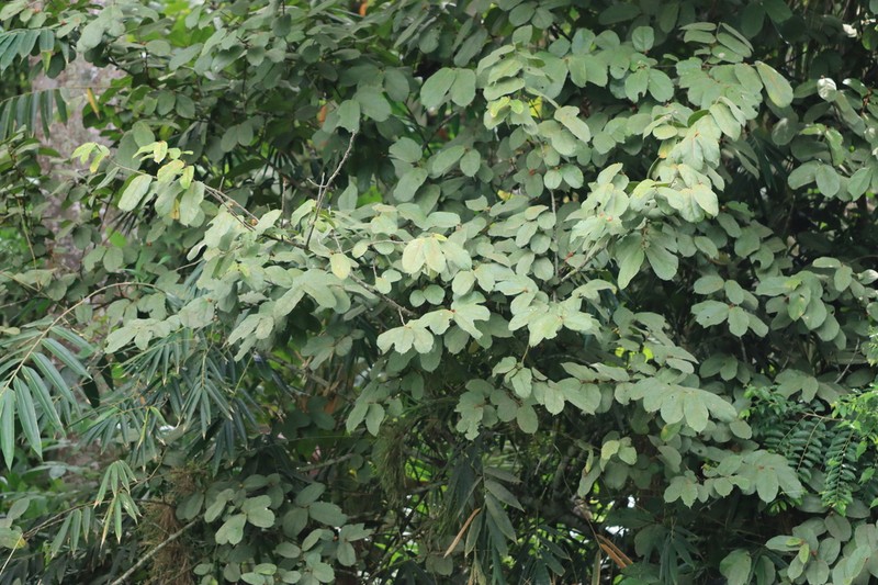 Ficus riedelii