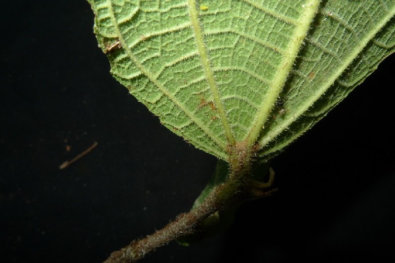 Ficus riedelii photo 2