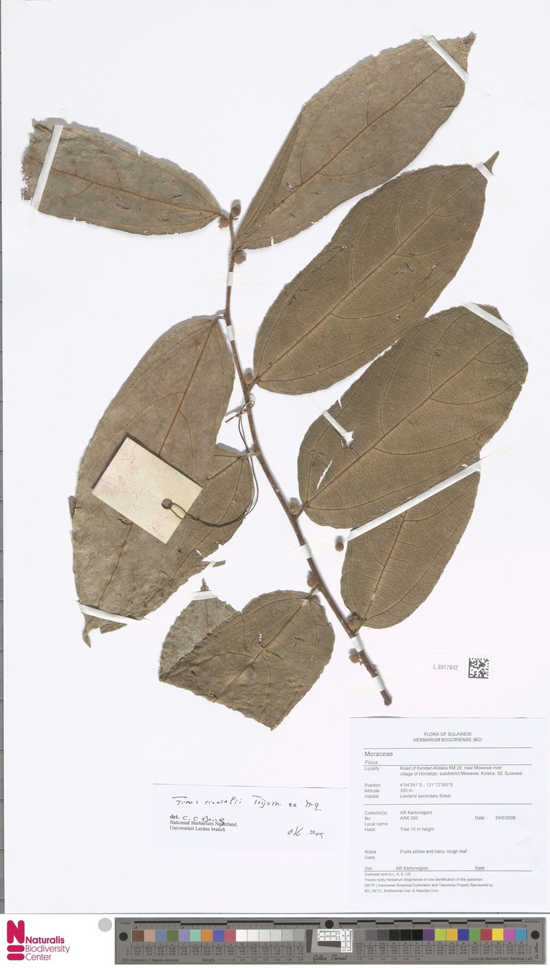 Ficus riedelii photo 3