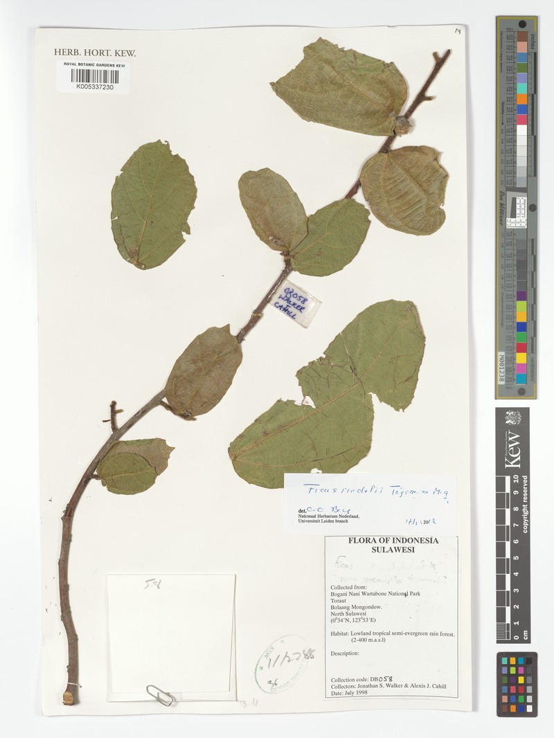 Ficus riedelii photo 4