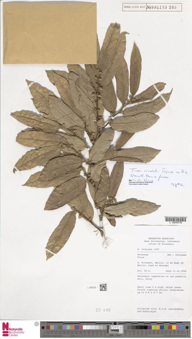 Ficus riedelii photo 5