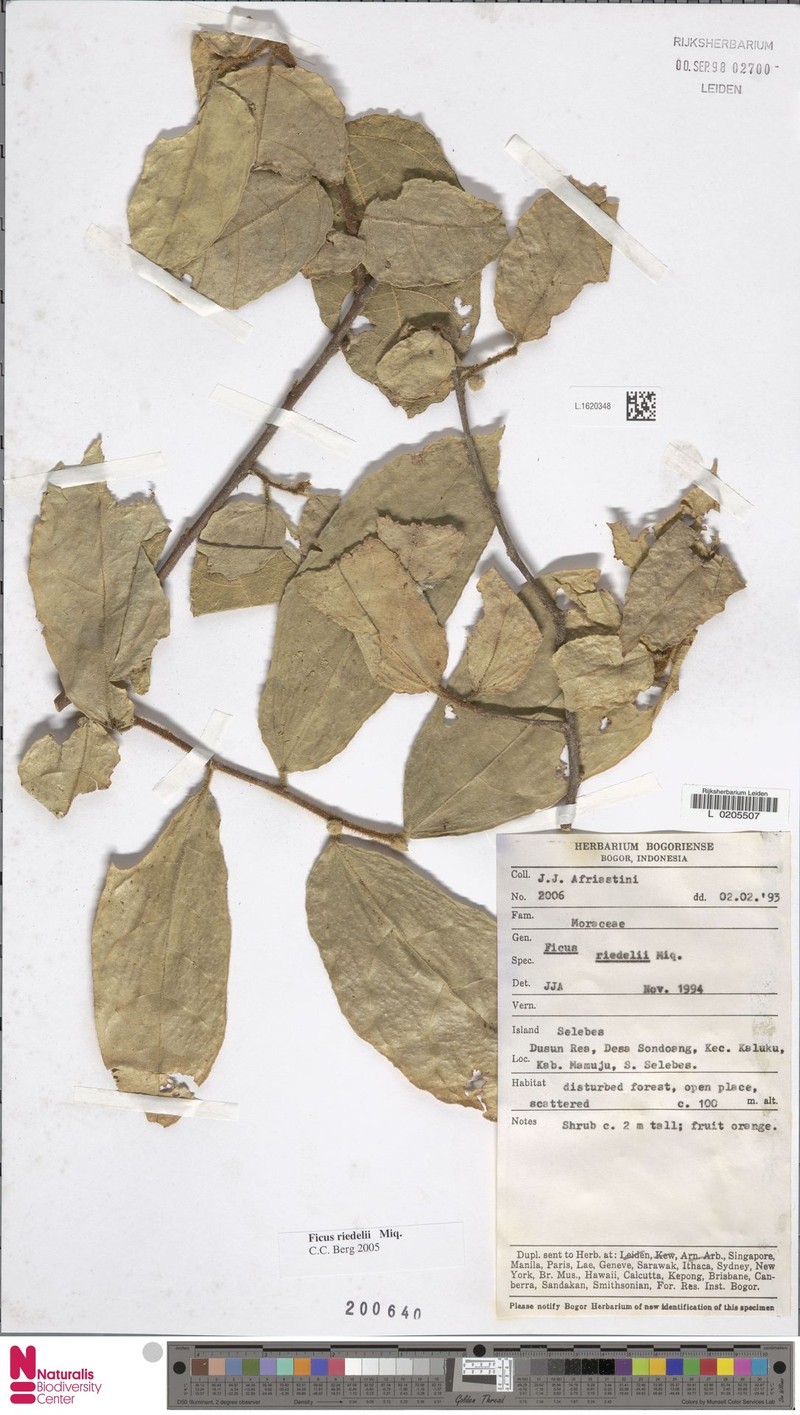 Ficus riedelii photo 6