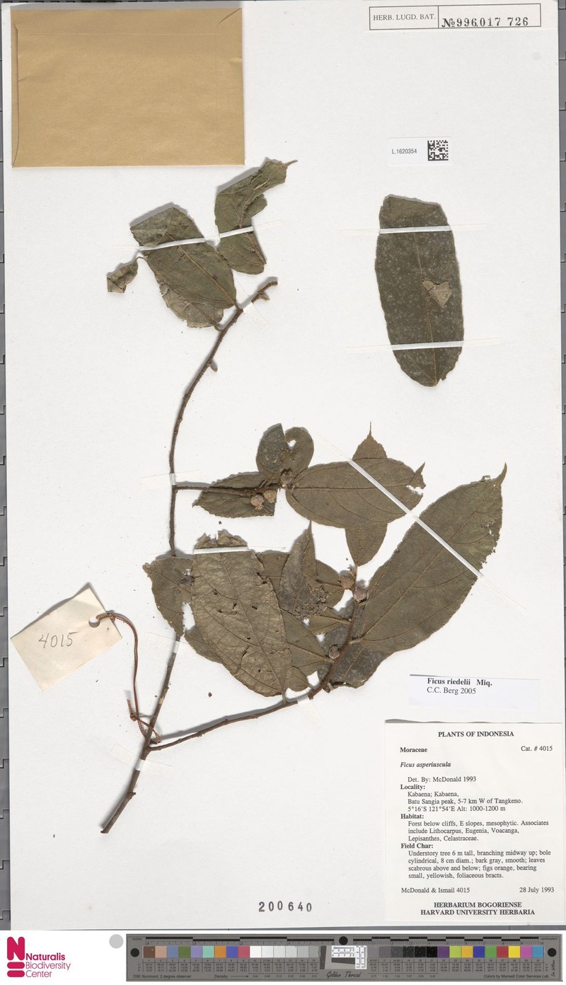 Ficus riedelii photo 7