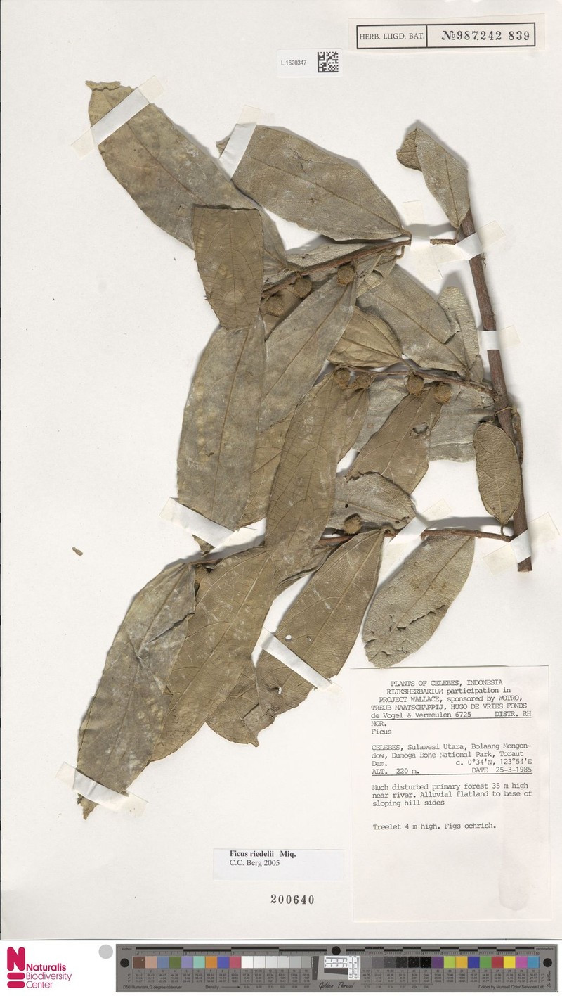 Ficus riedelii photo 8
