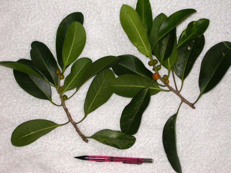 Ficus rigo photo 2