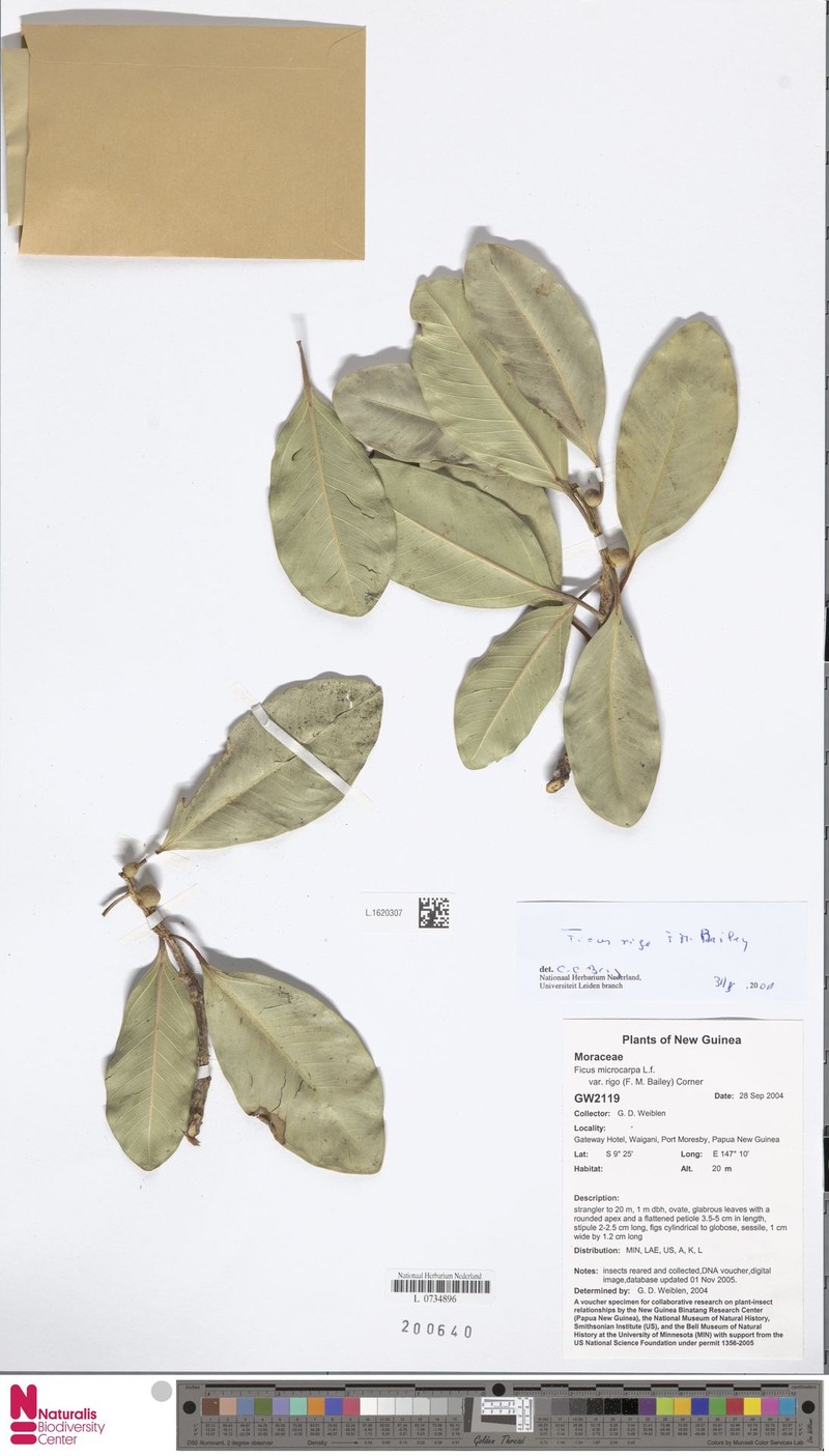 Ficus rigo photo 3