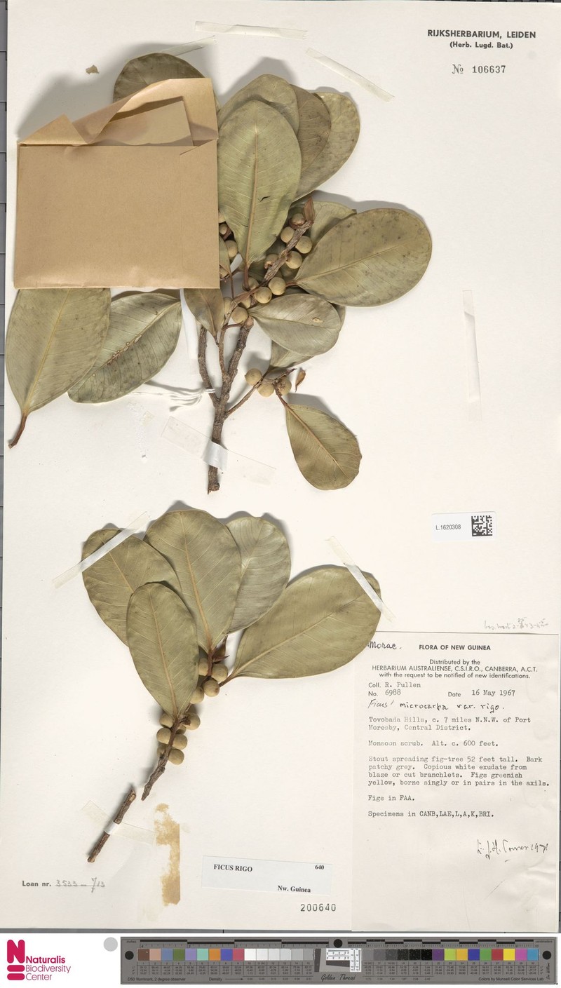 Ficus rigo photo 4