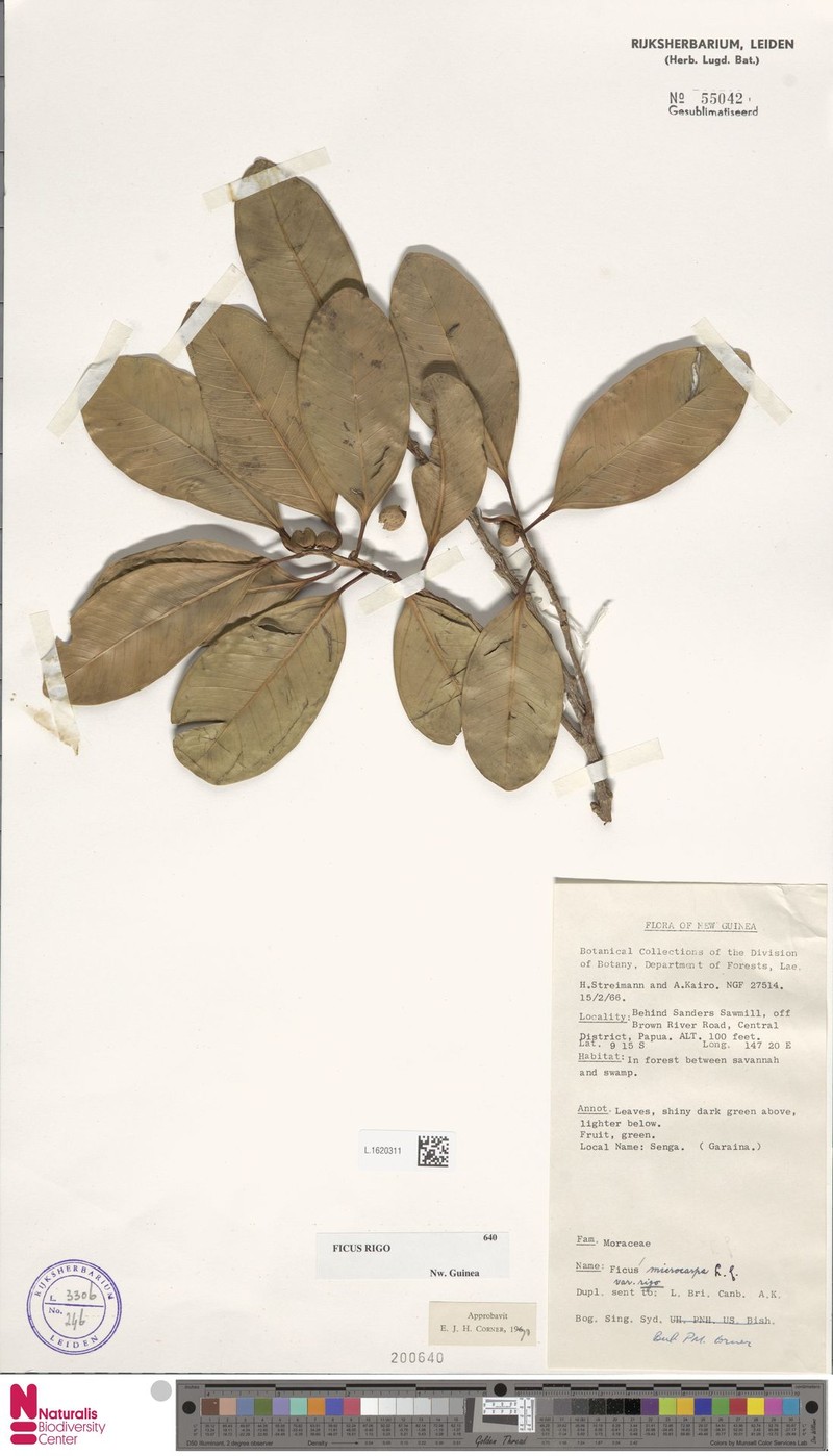Ficus rigo photo 5
