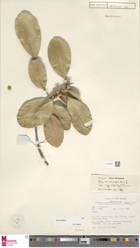 Ficus rigo