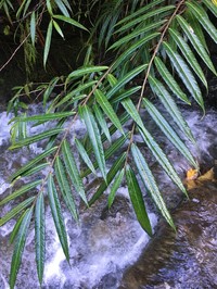 Ficus rivularis