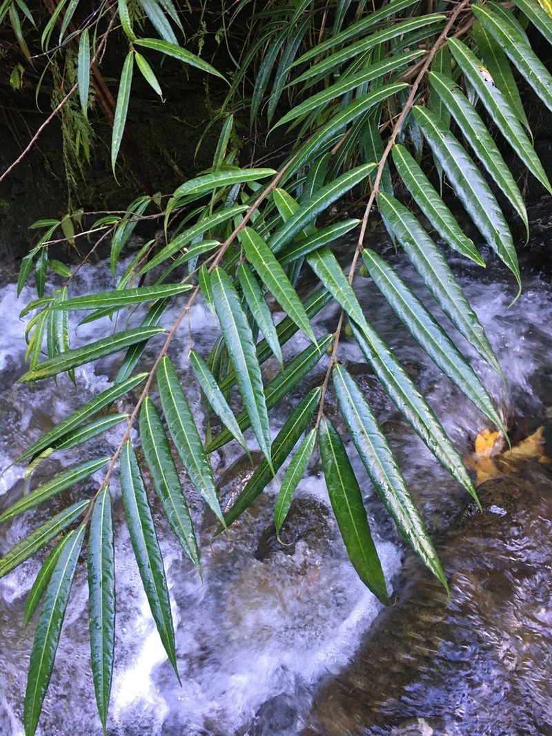 Ficus rivularis