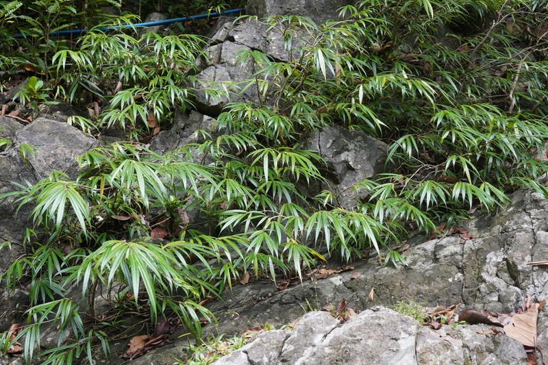 Ficus rivularis photo 2