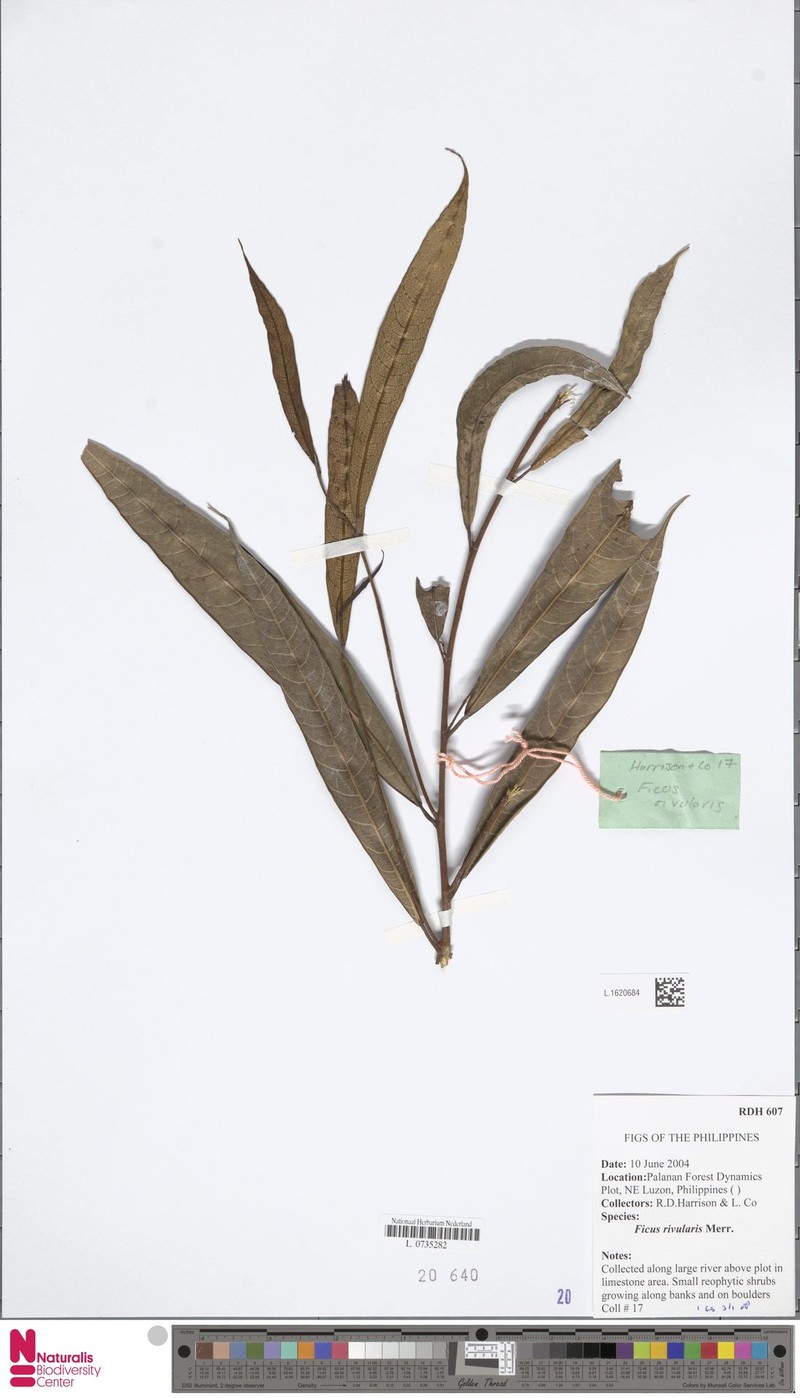 Ficus rivularis photo 4