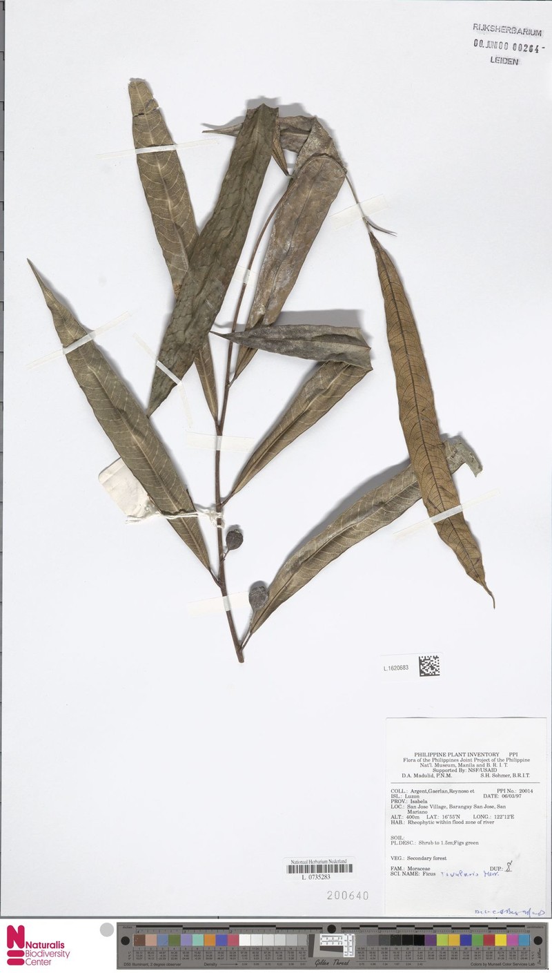 Ficus rivularis photo 5