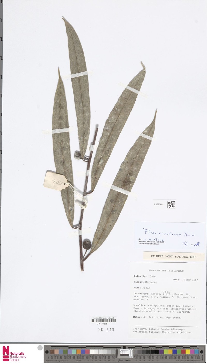 Ficus rivularis photo 6