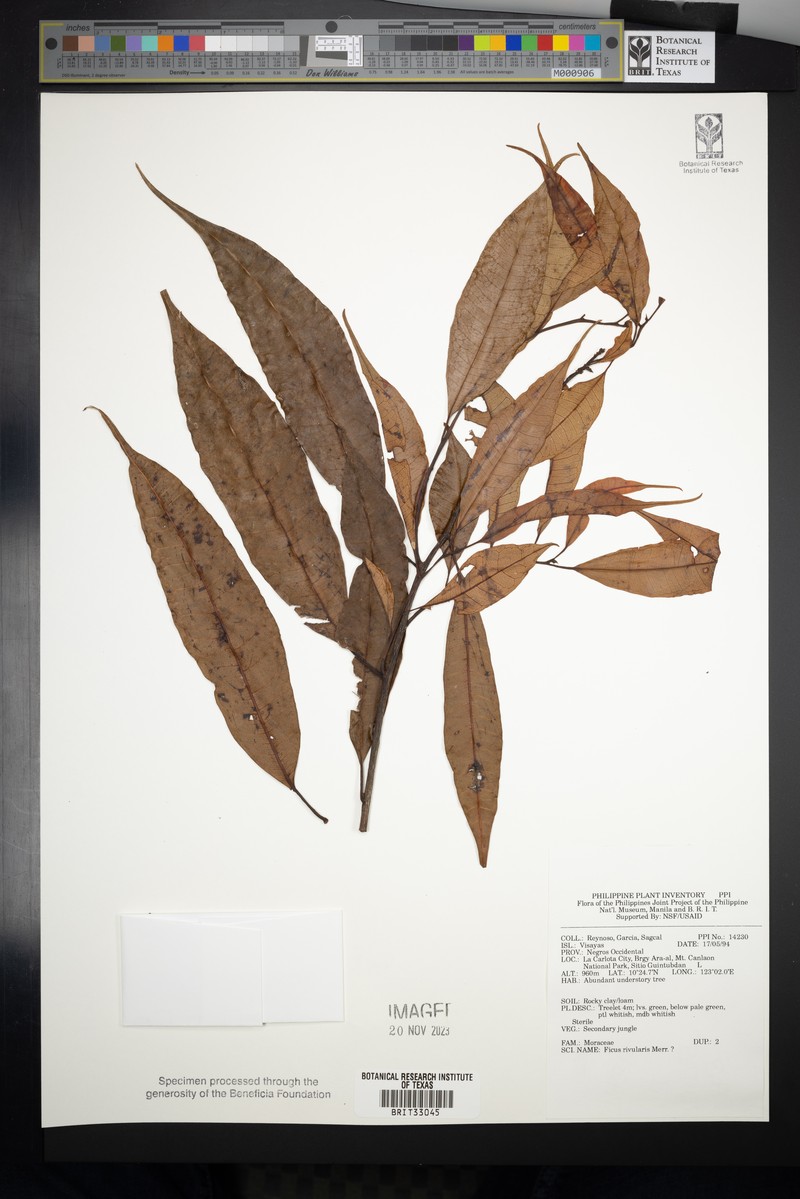 Ficus rivularis photo 7