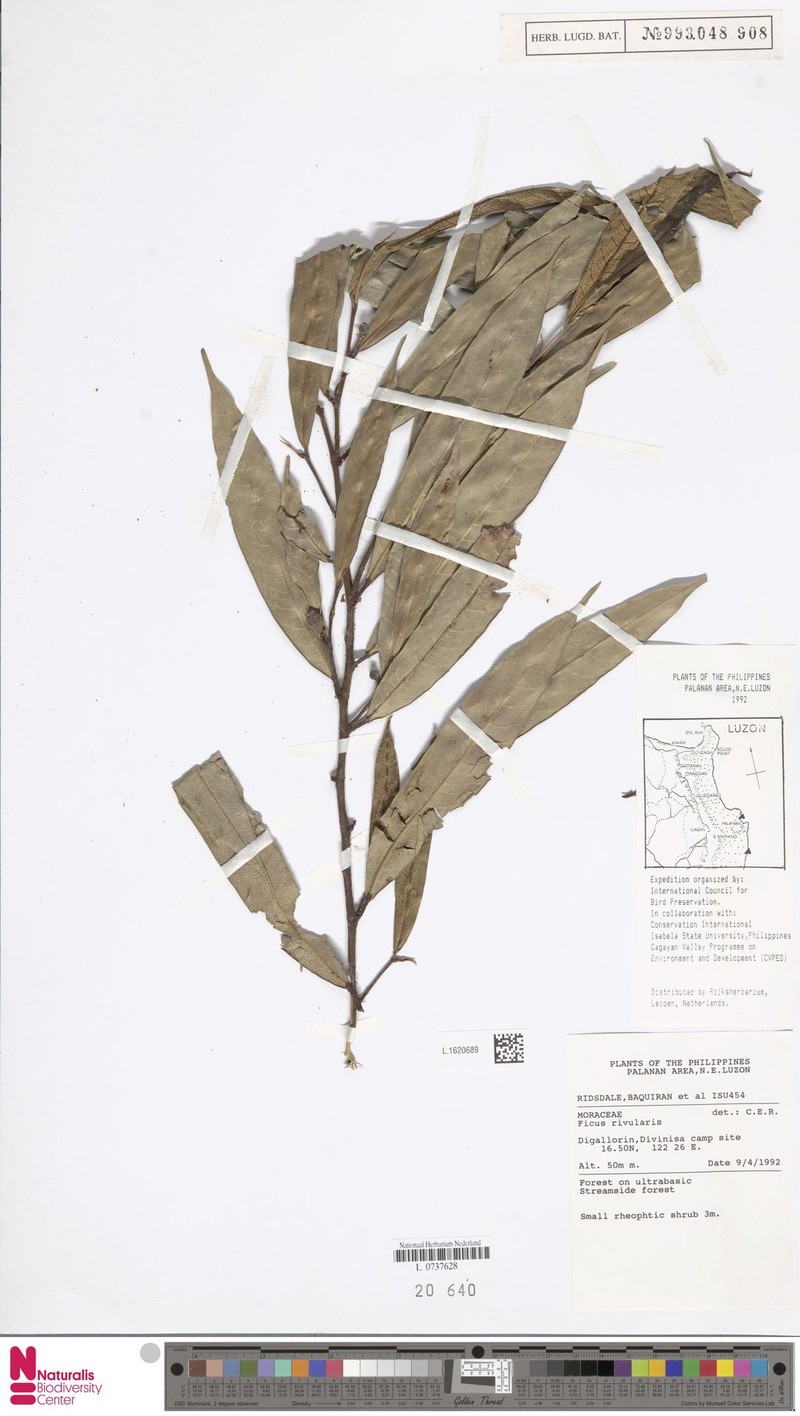 Ficus rivularis photo 8