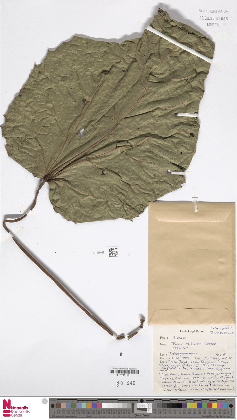 Ficus robusta photo 3