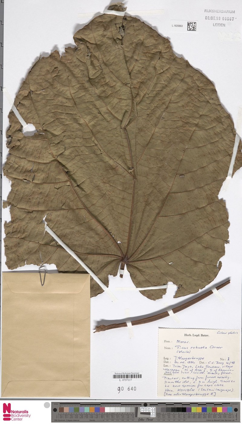 Ficus robusta photo 4
