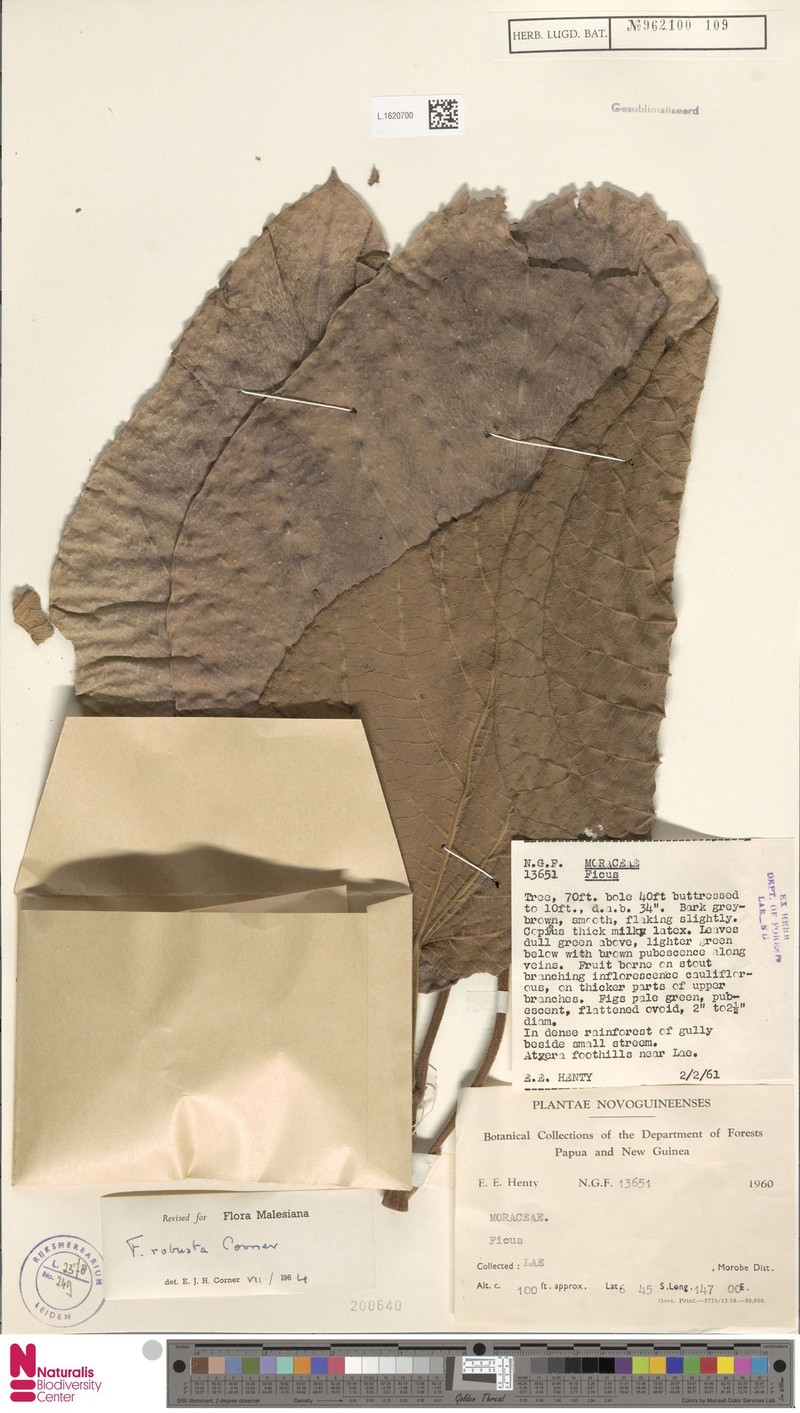 Ficus robusta photo 5
