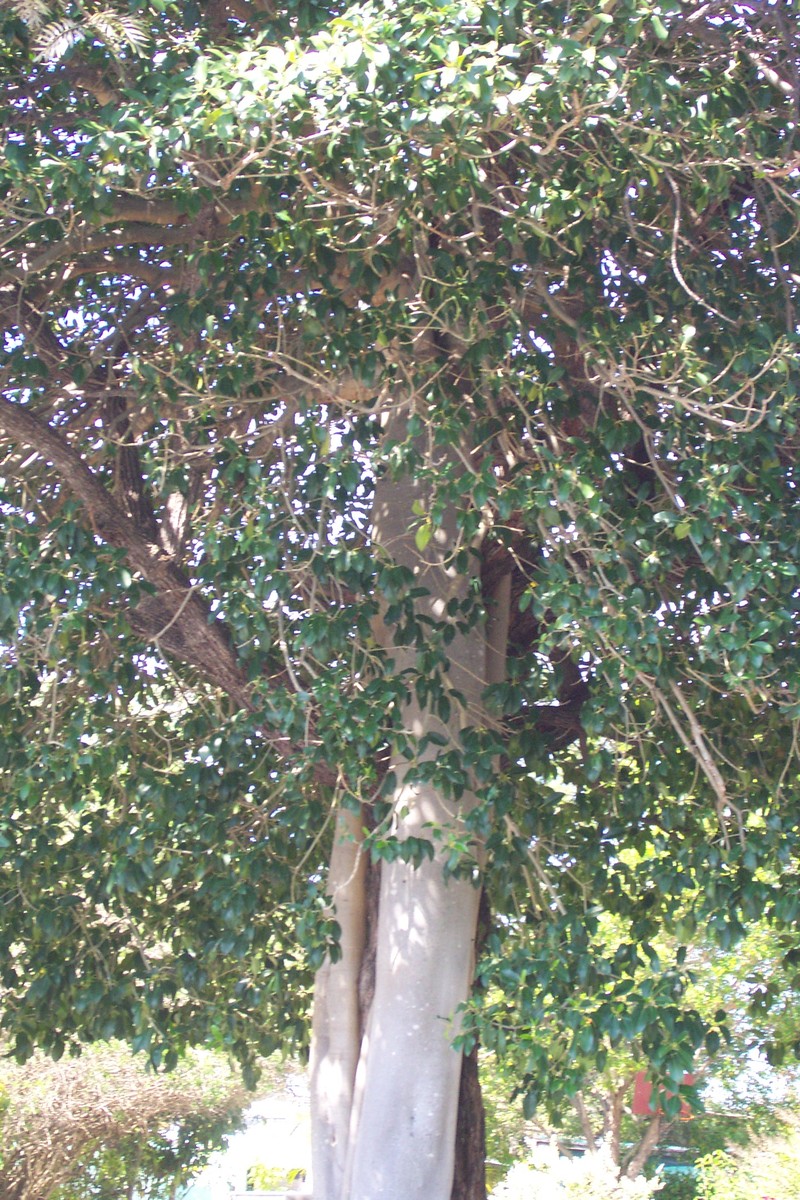 Ficus robusta photo 7