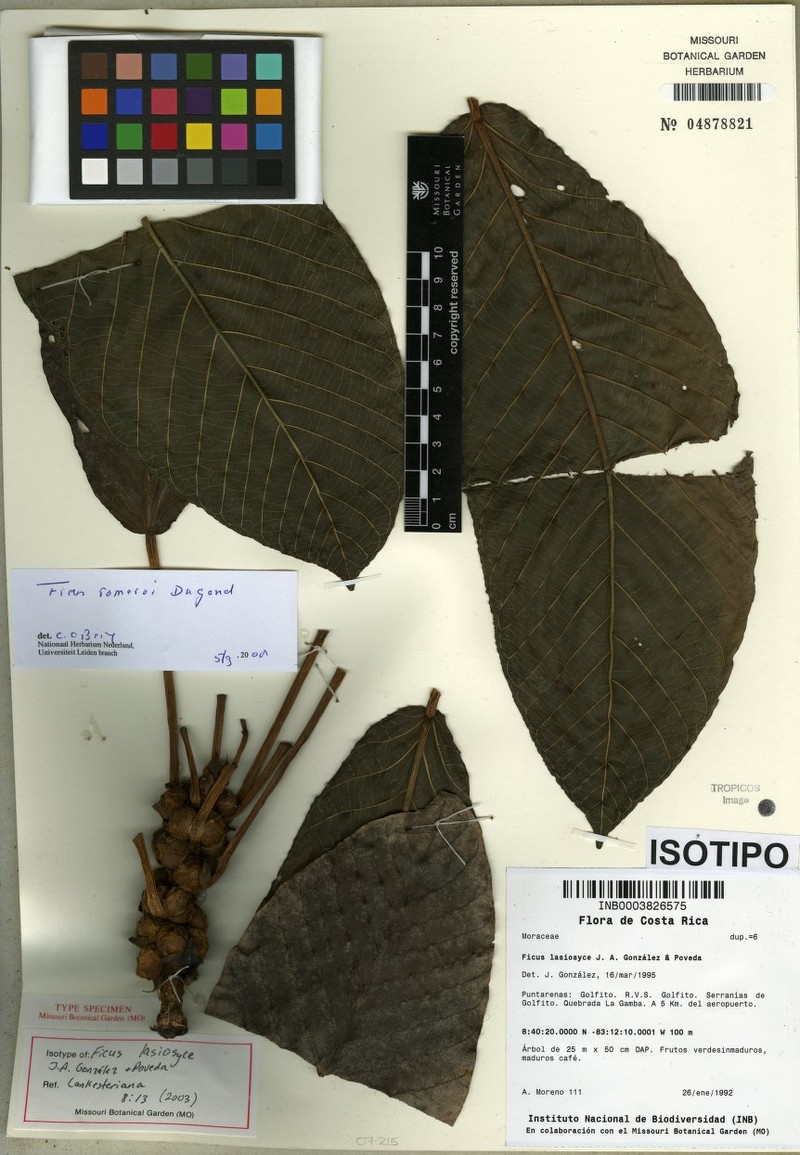 Ficus romeroi photo 3