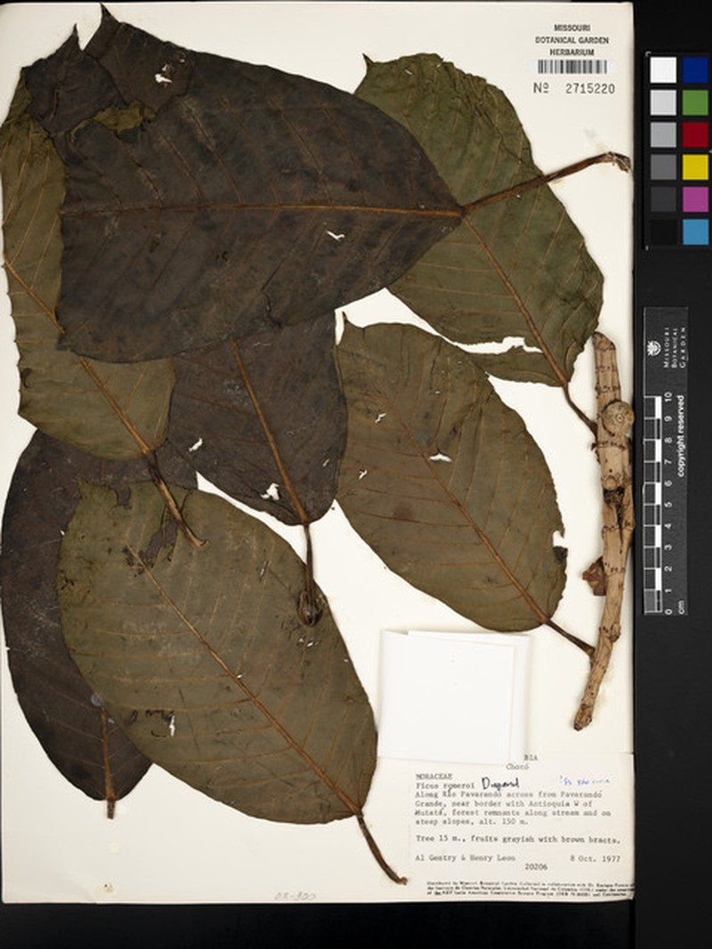 Ficus romeroi photo 5