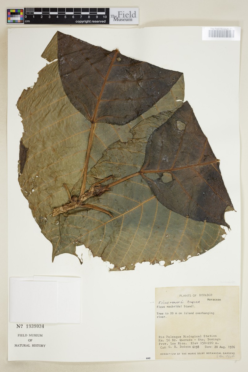 Ficus romeroi photo 6