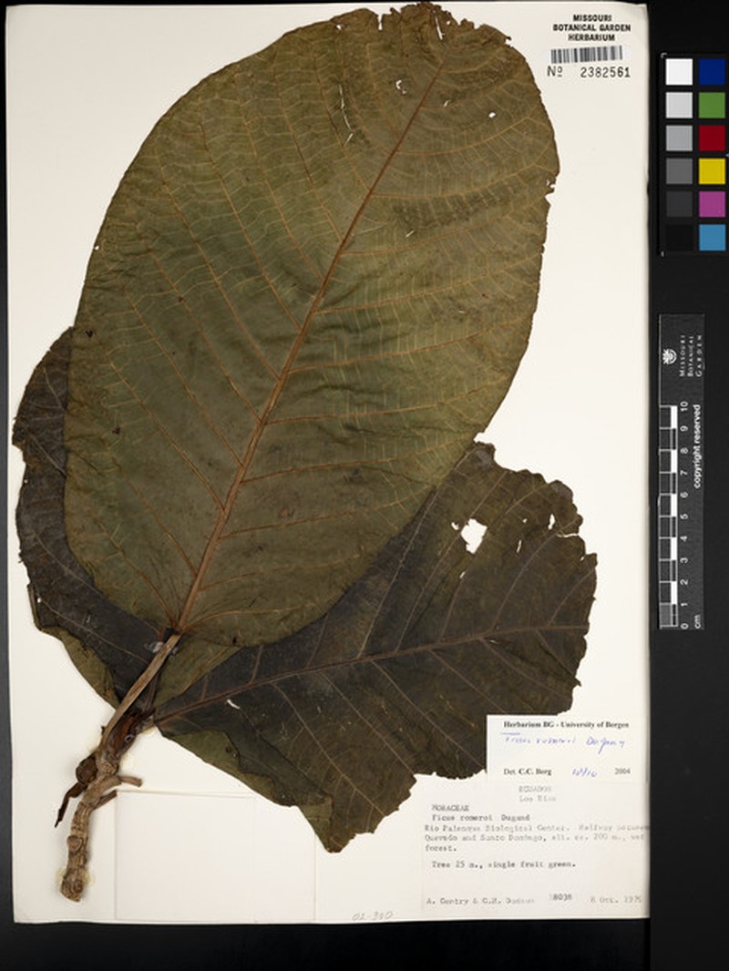 Ficus romeroi photo 7