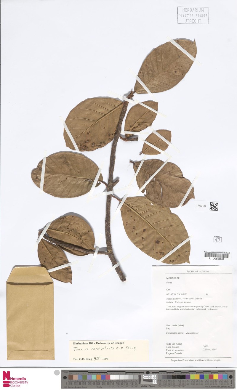 Ficus roraimensis