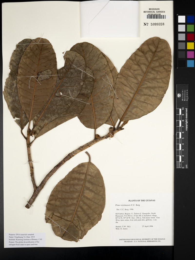 Ficus roraimensis photo 2