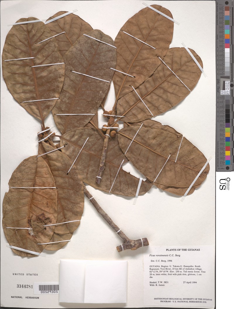 Ficus roraimensis photo 3