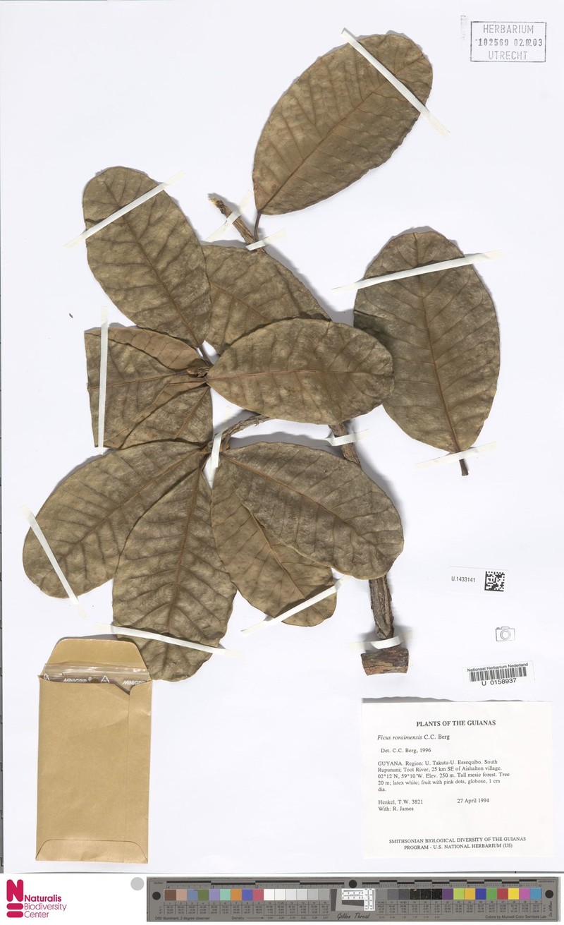 Ficus roraimensis photo 4