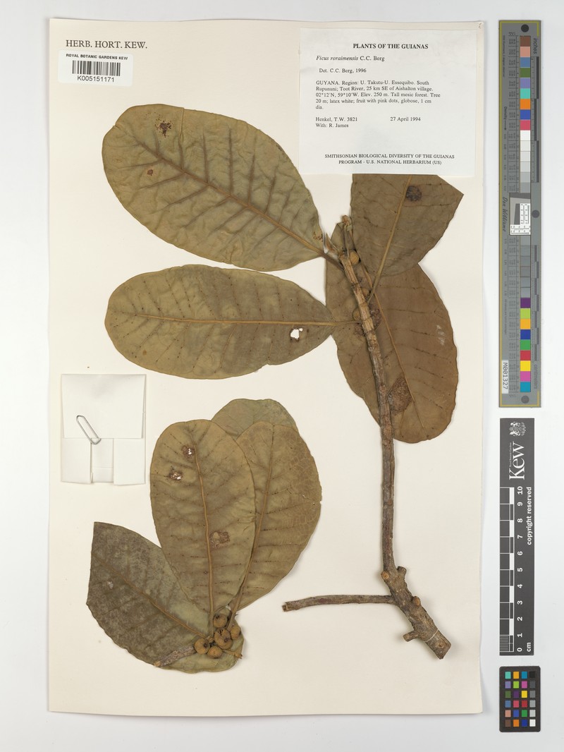 Ficus roraimensis photo 5