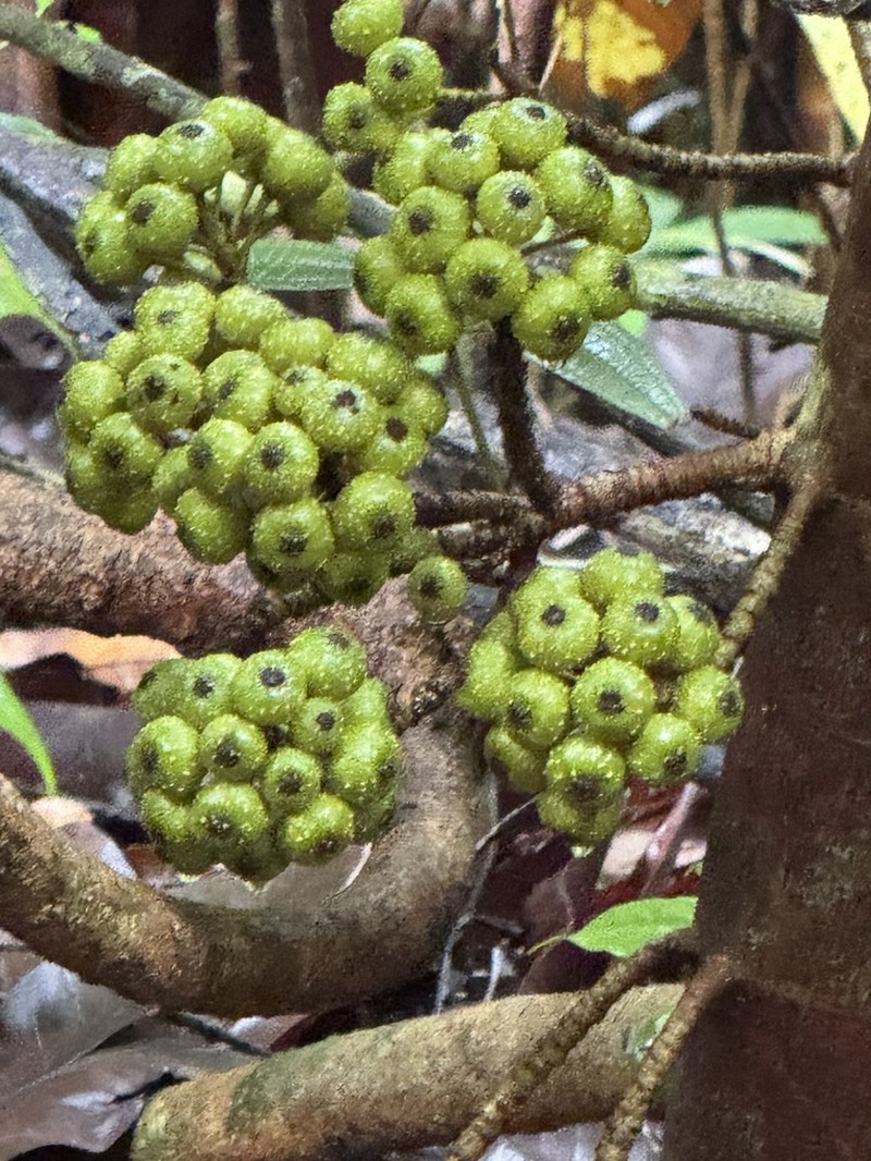 Ficus rosulata photo 2