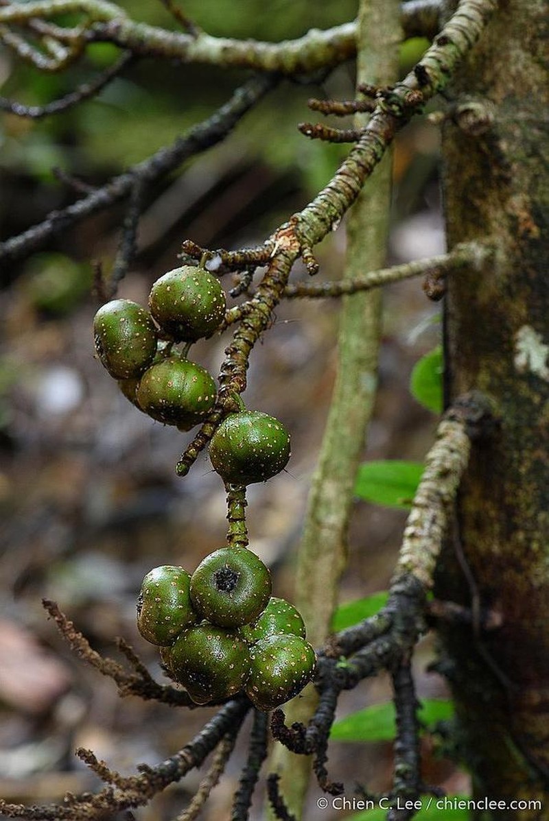 Ficus rosulata photo 3