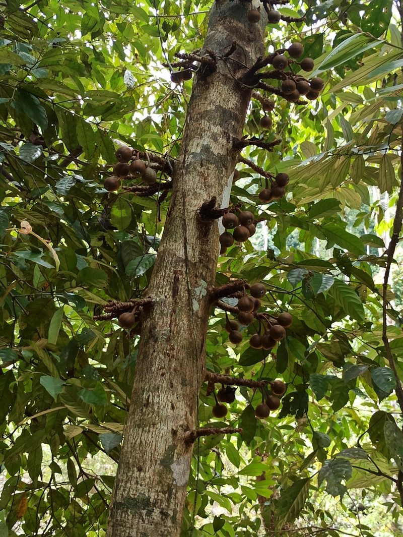 Ficus rosulata photo 4