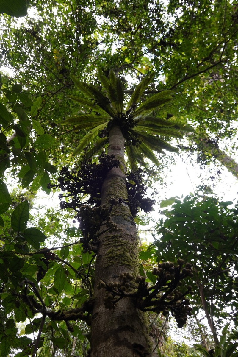 Ficus rosulata photo 5