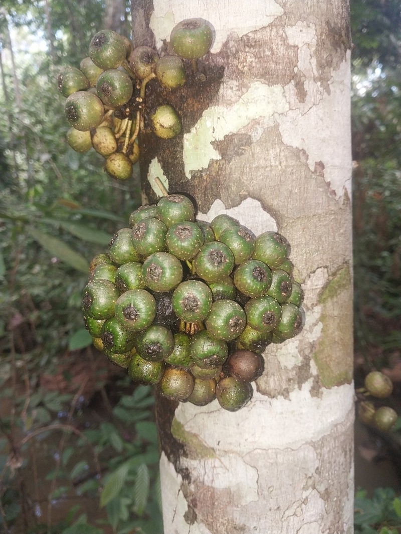 Ficus rosulata photo 6