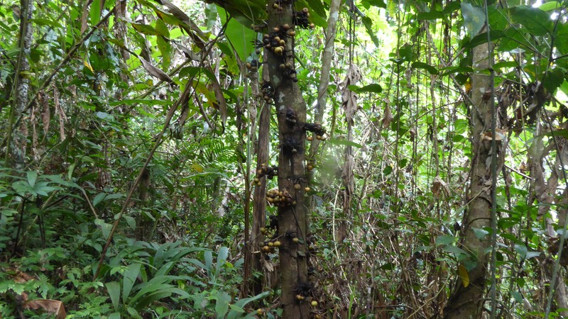 Ficus rosulata photo 7