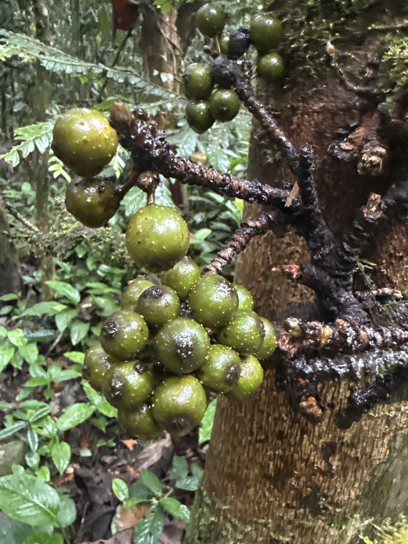 Ficus rosulata photo 8