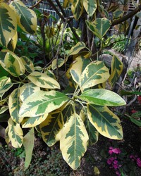 Port Jackson Fig