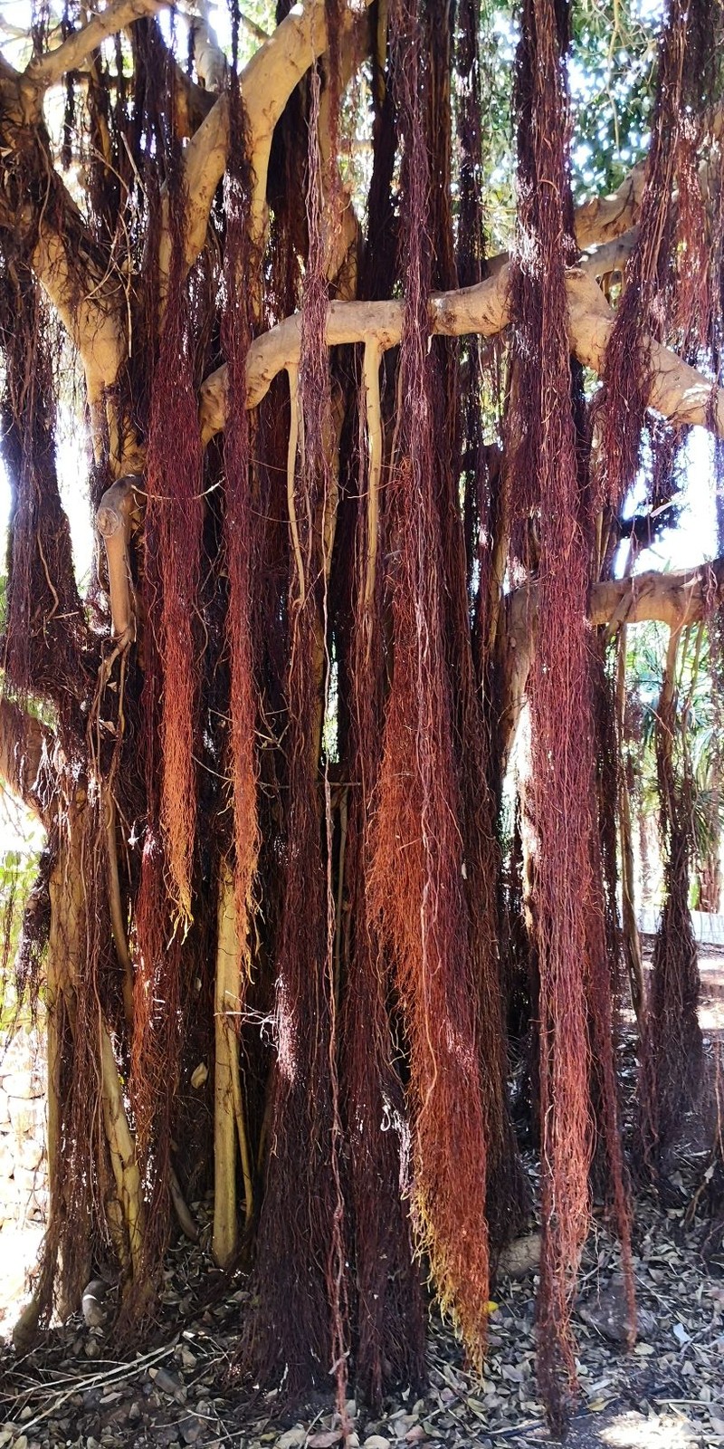 Port Jackson Fig photo 2