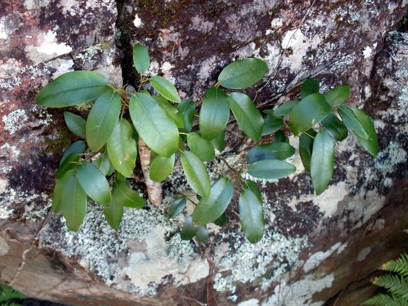 Port Jackson Fig photo 3